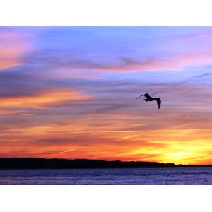 Print of a bird flying over the ocean during sunset. The sky is orange and purple.