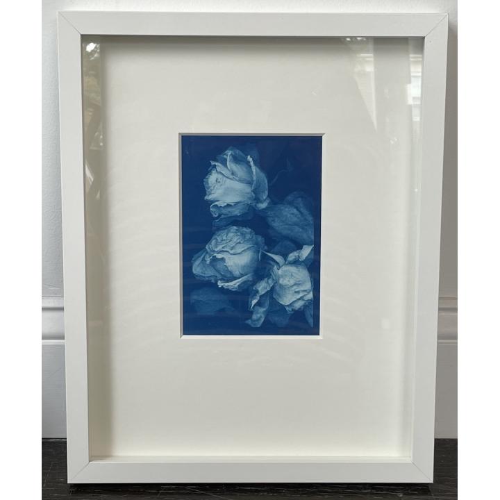 a cyanotype of 3 roses framed in white by sandi daniel