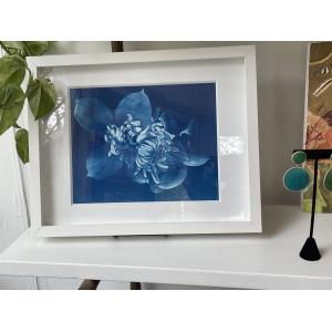 cyanotype of blossoms by sandi Daniel framed in white