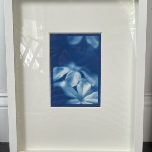 abstract cyanotype of flowers by sandi daniel framed in white
