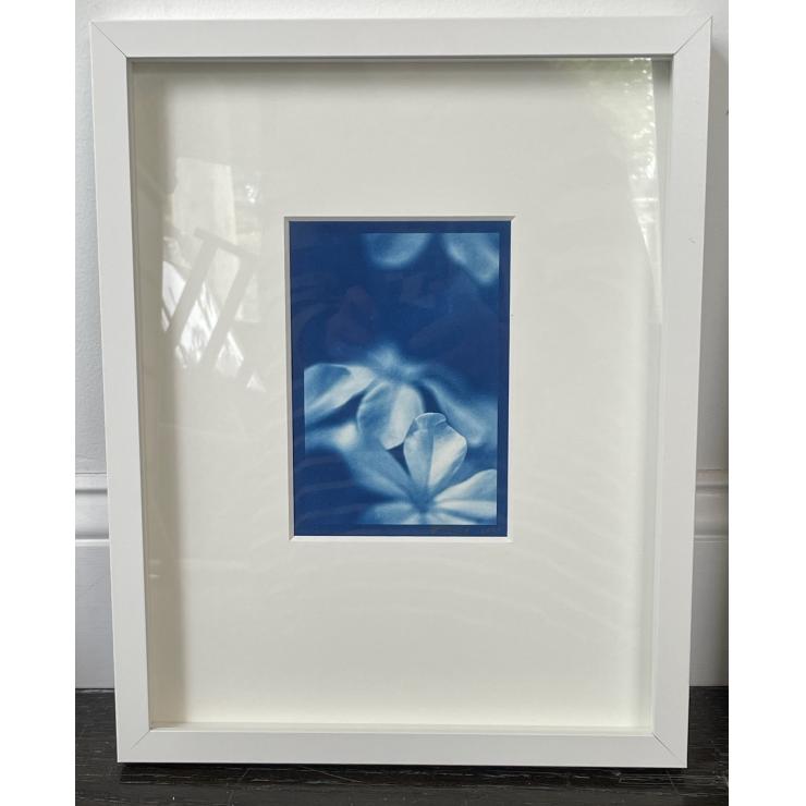 abstract cyanotype of flowers by sandi daniel framed in white