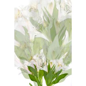 photo of white lilies overprinted to create an artistic arrangement by Sandi Daniel