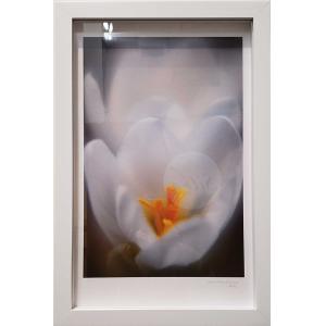 Framed digital print of a close-up of a white flower with a yellow center. The frame is white and is hung vertically.