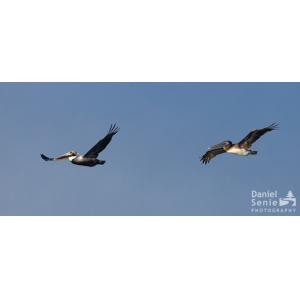 "Pelicans in Flight" by Daniel Senie