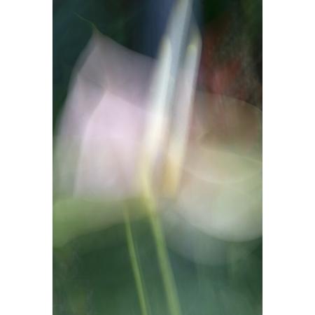 "Exotic Flower in Motion" by Sandi Daniel