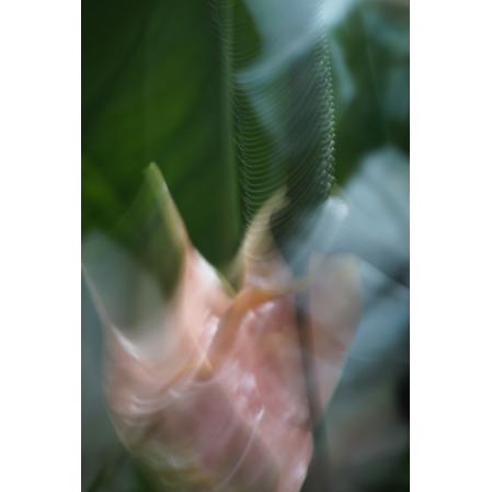 "Pink Flower in Motion" by Sandi Daniel