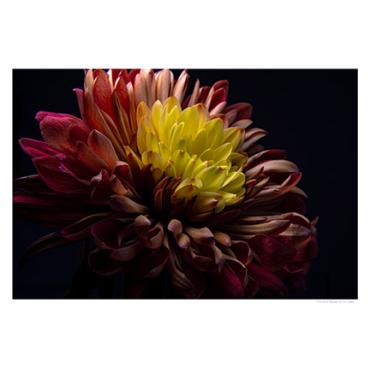 "Dahlia 3, 2024" by Zen Saito