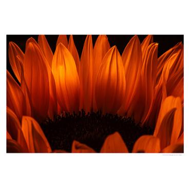 "Sunflower, 2024" by Zen Saito