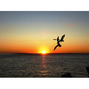 "Flight Over the Sun, Nantucket Sound" by Linda Cuccurullo