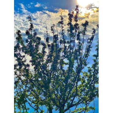 "Water's Edge 4" by Linda Cuccurullo